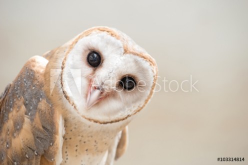 Picture of Common barn owl  Tyto albahead  close up